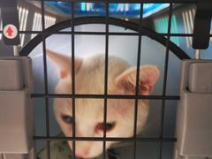 -乐琪宠物医院·犬猫专科·骨外科·急重症