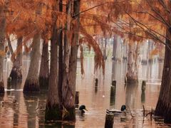 -白鹭湾湿地公园