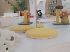 -COLOR PETS 撸猫馆·购猫·猫咖(长风大悦城店)