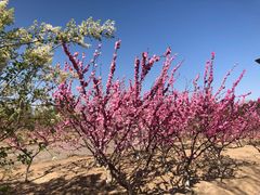 -大兴滨河森林公园