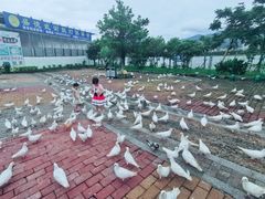 -飞来湖湿地公园