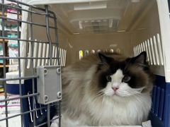 -艾贝尔宠物医院·24H转诊中心·肿瘤猫专科(江宁双龙店)