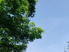 -嘉定紫藤园