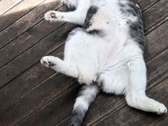 -SKROLL卡特司库·蛋糕定制·生吐司·司康(古北程家桥店)