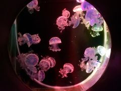 -大连圣亚海洋世界