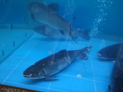 -淘米捞·米汤脆鲩鱼火锅(福田皇岗店)