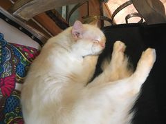 -more than meow吴止猫主题餐厅(承德 中船汇店)