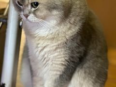 -MOCHA明星猫咖(田子坊店)