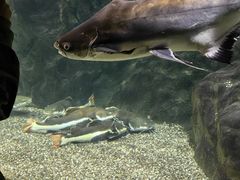 -太平洋海底世界