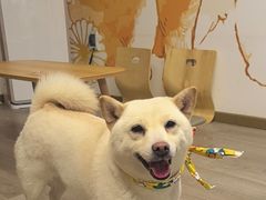 -柴迷FANS CLUB·柴犬狗咖·猫咖