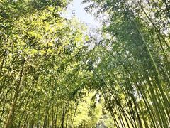 -新虹桥中心花园