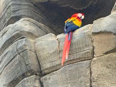 -新加坡飞禽公园