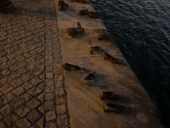 -多瑙河畔鞋履雕塑