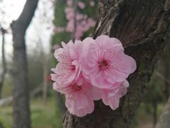 -洛阳市隋唐城遗址植物园
