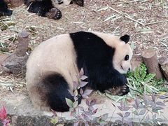 -成都大熊猫繁育研究基地