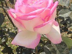 -人民公园(罗湖区)