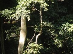 -西双版纳原始森林公园