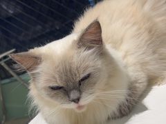 -怪兽屋·羊驼·猫咖·狗咖(俊华广场店)