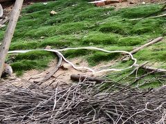 -合肥野生动物园