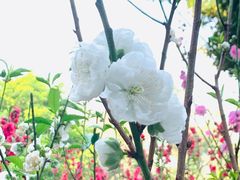 -桃花涧