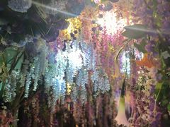 -正佳雨林生态植物园