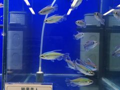 -宠物世家(仲盛世界商城店)