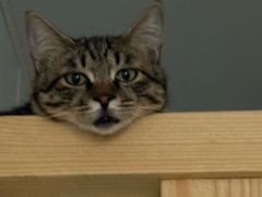 -纳吉亚猫专科动物诊疗中心(蒋宅口分院)