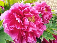 -黑龙江省森林植物园
