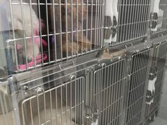 -宠福鑫康馨动物医院·骨科·眼科