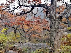 -大岭沟猕猴桃谷风景区