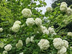 -上海共青森林公园