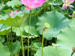 -莲花池公园