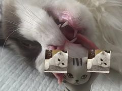 -康成宠物医院24H·CT·核磁共振