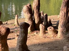 -中国科学院华南植物园