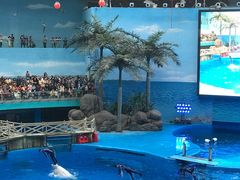 -海合安成都极地海洋公园