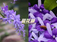 -中国科学院华南植物园