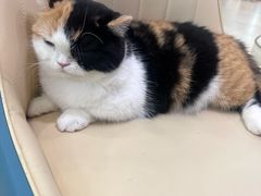 -安格丽娜·狗咖·猫咖羊驼咖(春熙路百盛商场店)