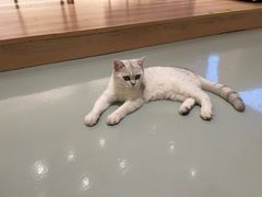 -ZOZO's昌左左精致甜品设计(新北店)