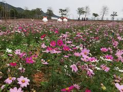 -天适樱花悠乐园