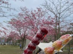 -风云岭森林公园