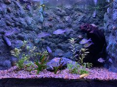 -上海海洋水族馆