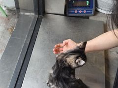 -宠物梦想家(日月豪庭店)