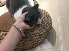 -momokira米努特·德文卷毛猫·棉花面纱犬