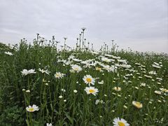 -汉长安城未央宫国家考古遗址公园