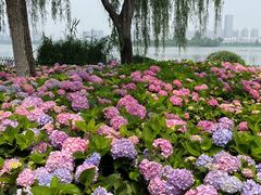 -金银湖国家城市湿地公园