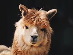 -杭州野生动物世界