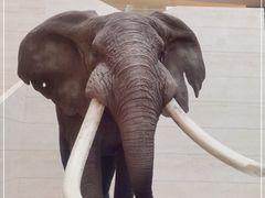 -重庆自然博物馆(新馆)
