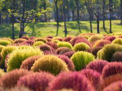 -春花秋色城市公园
