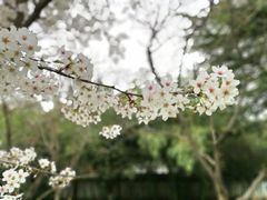 -西安青龙寺遗址景区