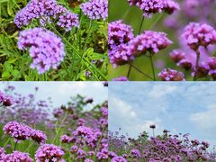 -洋湖国家湿地公园